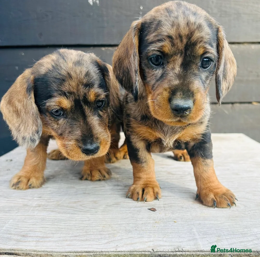 Dachshund dogs for stud: KC Reg 0%COI Brilliant Bold Wirehaired Teckel Stud in Sudbury - Advert 9