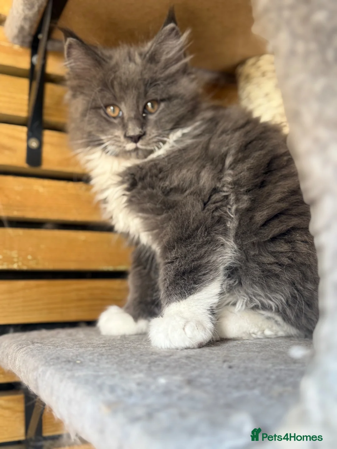 Maine Coon cats for sale: Maine Coon Kitten - Advert 1