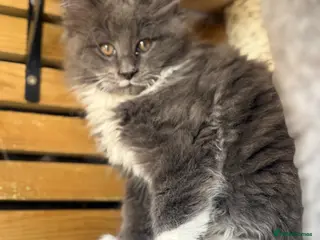 Maine Coon cats Maine Coon Kitten - Advert 5