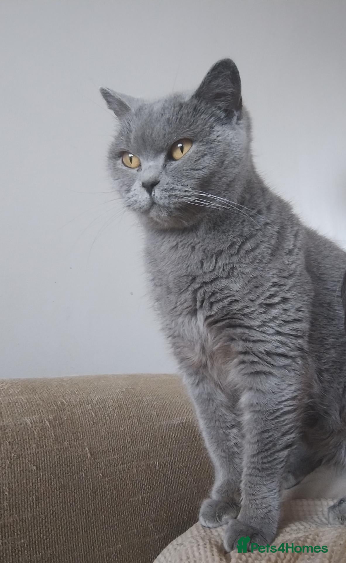 British Shorthair cats Rehoming lovely GCCF Pedigree Catsy - Advert 6