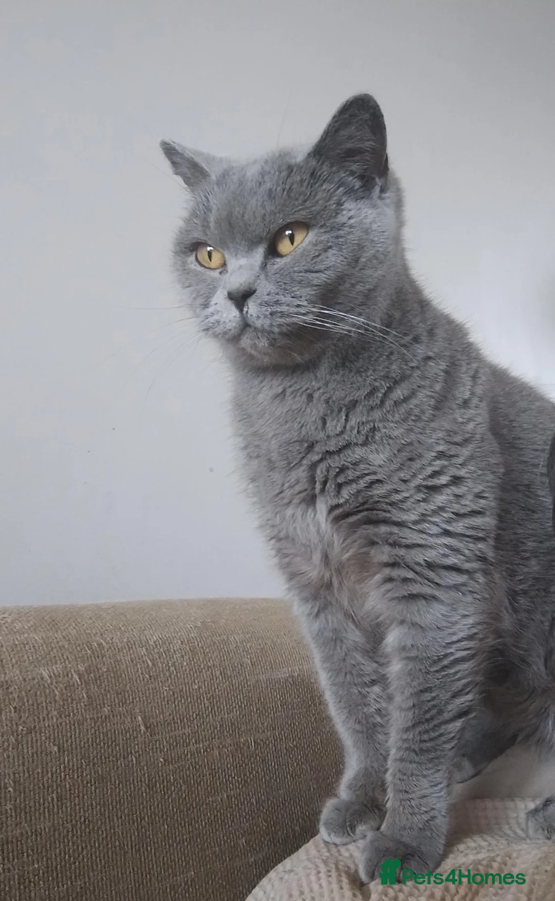 British Shorthair cats for sale: Rehoming lovely GCCF Pedigree Catsy - Advert 1