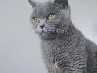 British Shorthair cats Rehoming lovely GCCF Pedigree Catsy - Advert 6