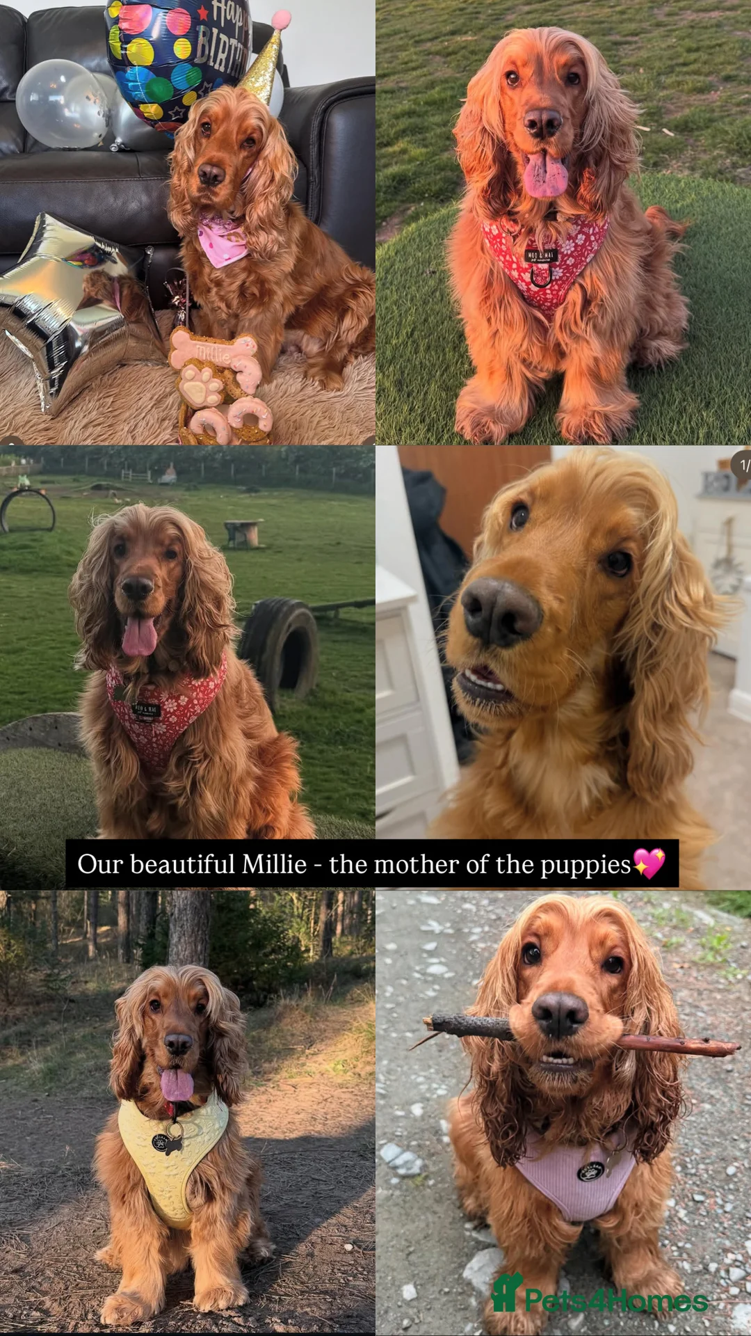Cocker Spaniel dogs for sale: ✨🩷2 Girls Available 🎀Villaspaniol lines - KC REG - Advert 7