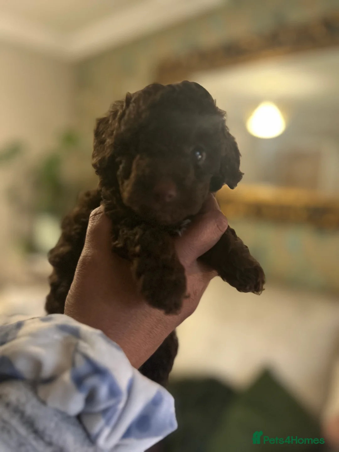 Cavapoo dogs for sale: Beautiful litter of 4 F1b toy cavapoo  in Cardiff - Advert 9