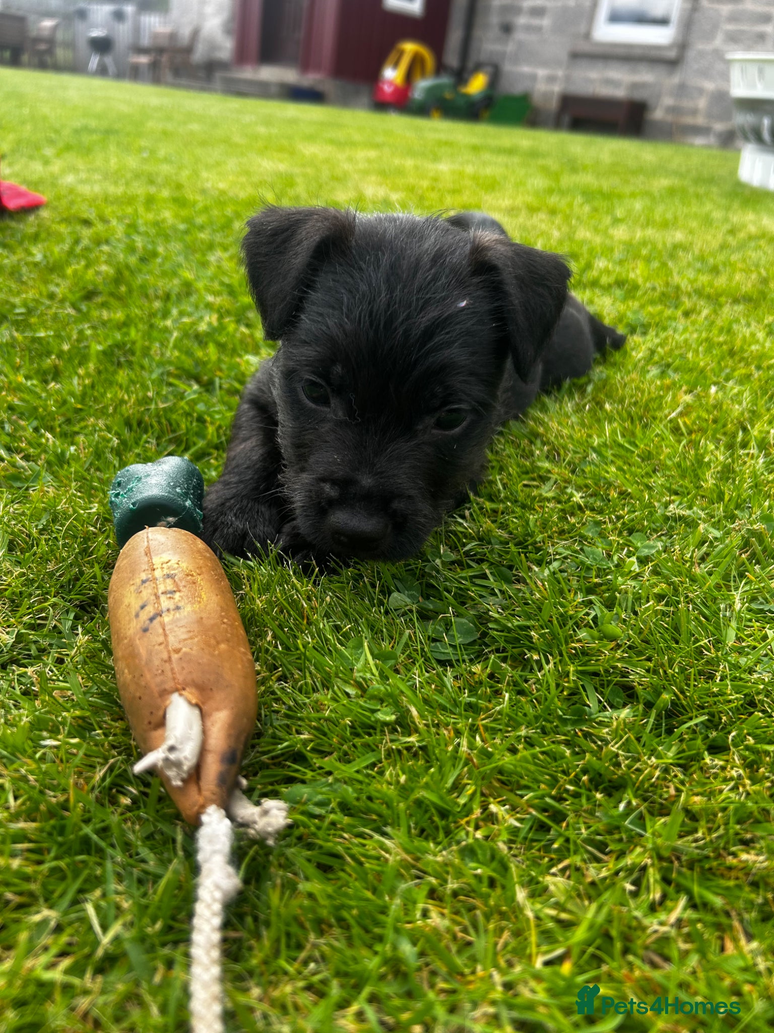 Patterdale Terrier dogs Patterdale Puppies For Sale - Advert 1