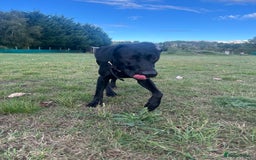 Mixed Breed dogs for sale: 1 year old black female black Labrador mix  - Image 5