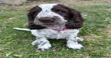 Cocker Spaniel dogs - Advert 2