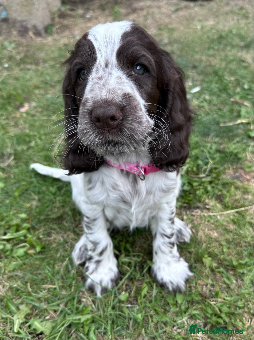Cocker Spaniel dogs for sale: KC Registered Show Cocker Spaniel Puppies  - Image 7
