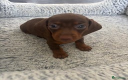Dachshund dogs for sale: 4 lovely Girl dachshunds Ready to leave! - Image 5