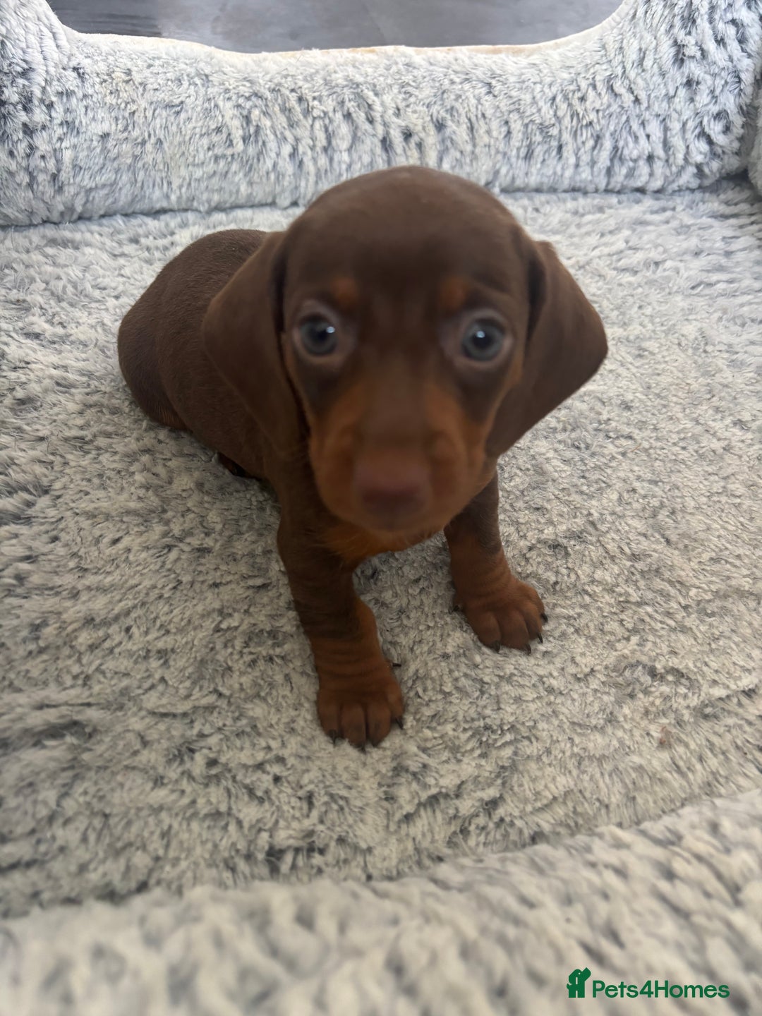 Dachshund dogs for sale: 4 lovely Girl dachshunds Ready to leave! - Image 5