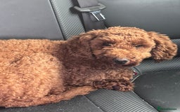 Poodle dogs for sale: KC Red fox miniature toy poodle. Ready now - Image 4