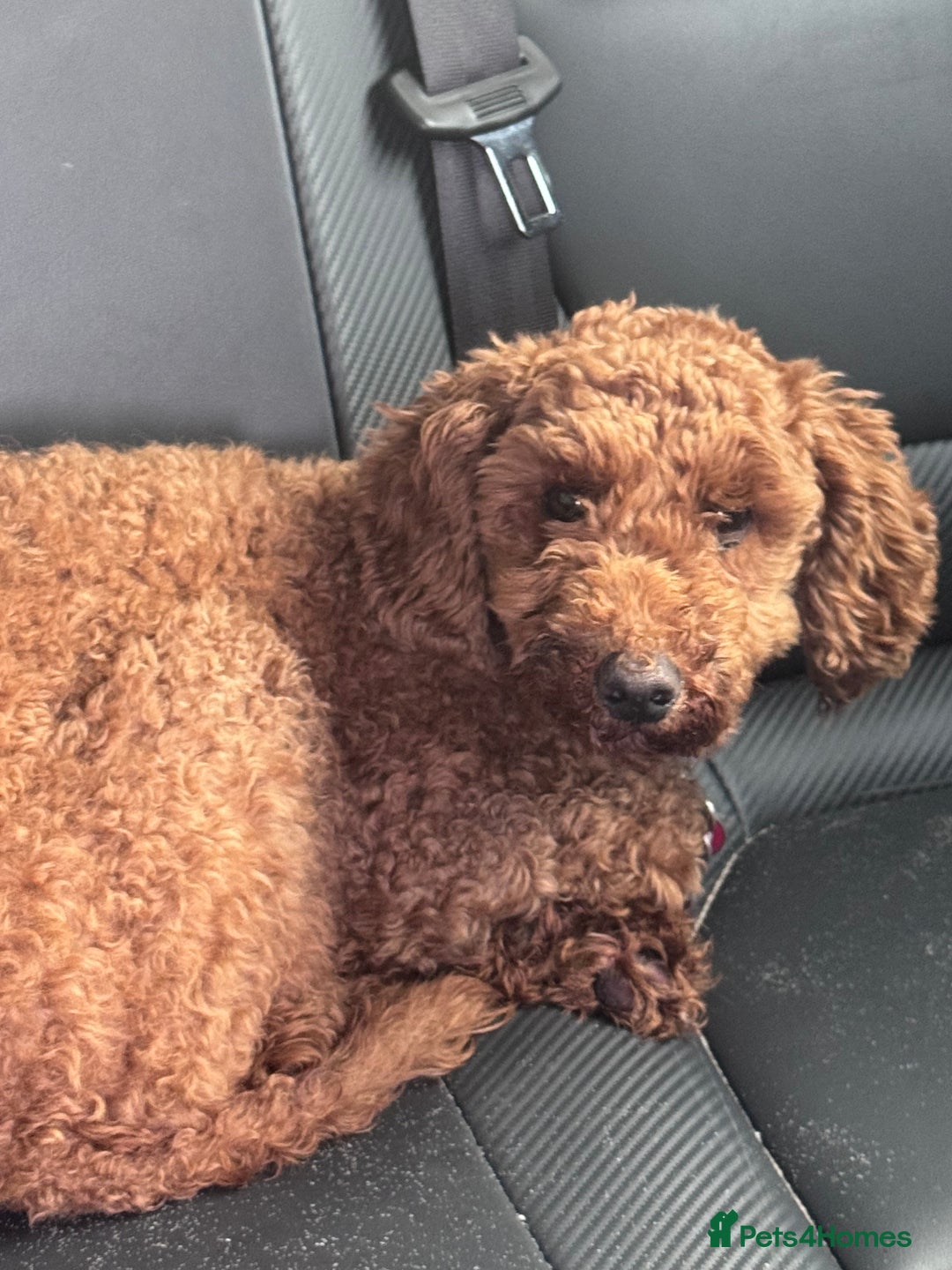 Poodle dogs for sale: KC Red fox miniature toy poodle. Ready now - Image 4