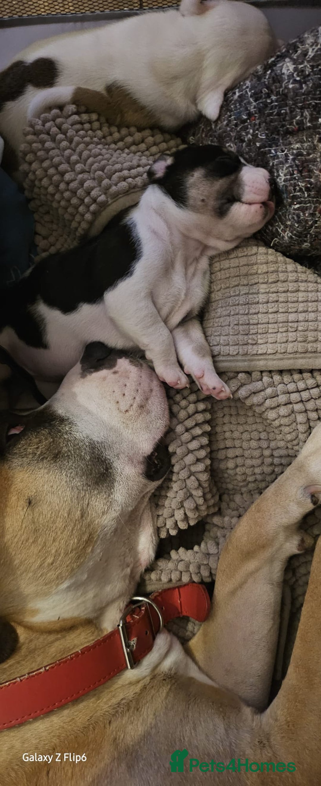 Mixed Breed dogs for sale: Confident & Well-Socialised Presa x Staffy Pups - Image 28