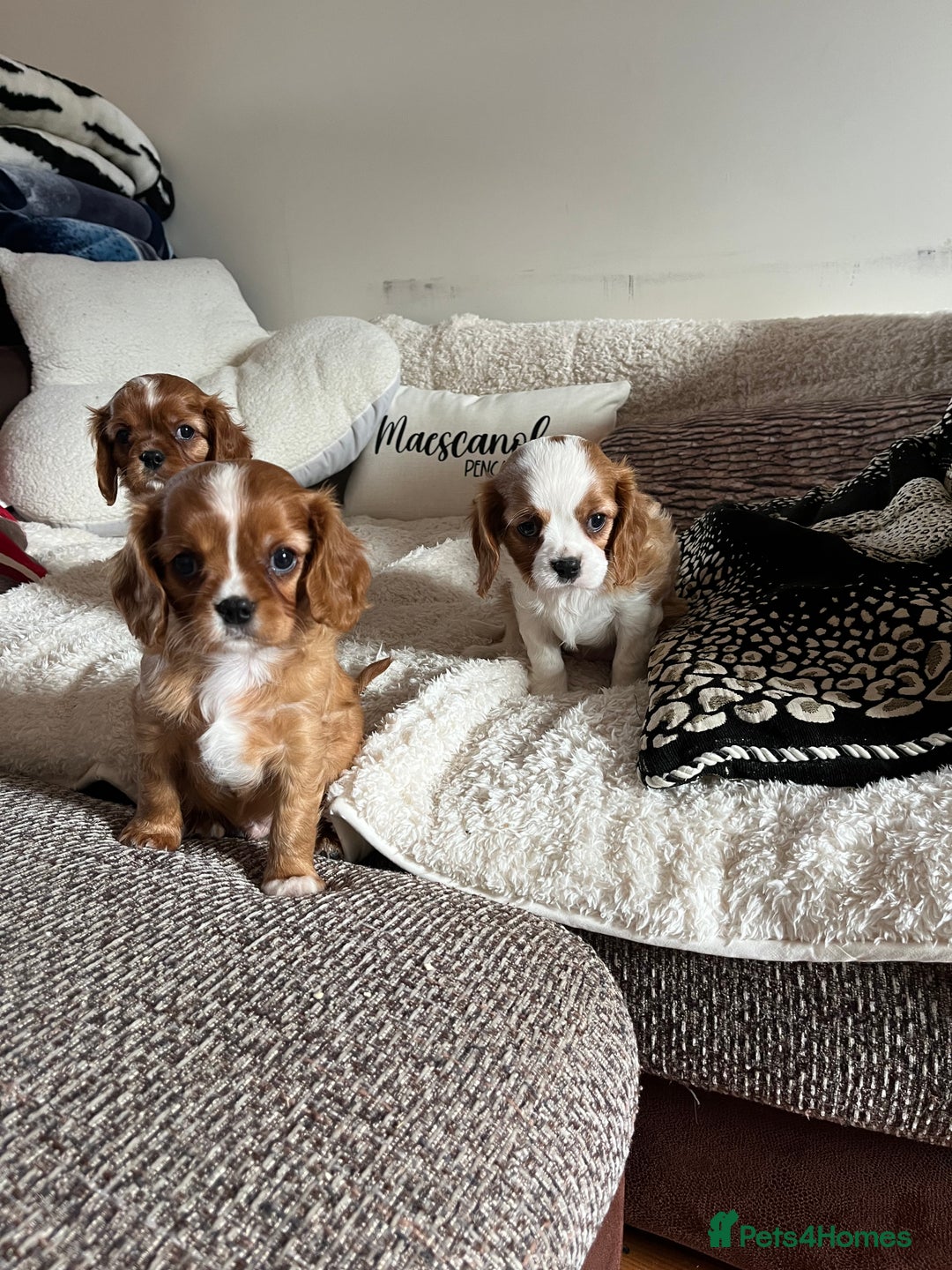 Cavalier King Charles Spaniel dogs for sale: HEALTH TESTED KC REG low co eff cavalier puppies - Image 3