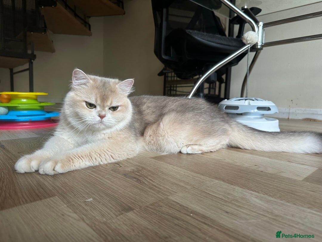 British Shorthair cats for sale: GCCF reg Active BSH Blue Gold Female for Breeding - Advert 7