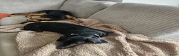 Dachshund dogs for sale: 4 year old spayed standard dachshund  - Advert 7