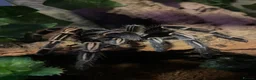 Spiders invertebrates for sale: Striped Knee Tarantula   in Melton Constable - Advert 6
