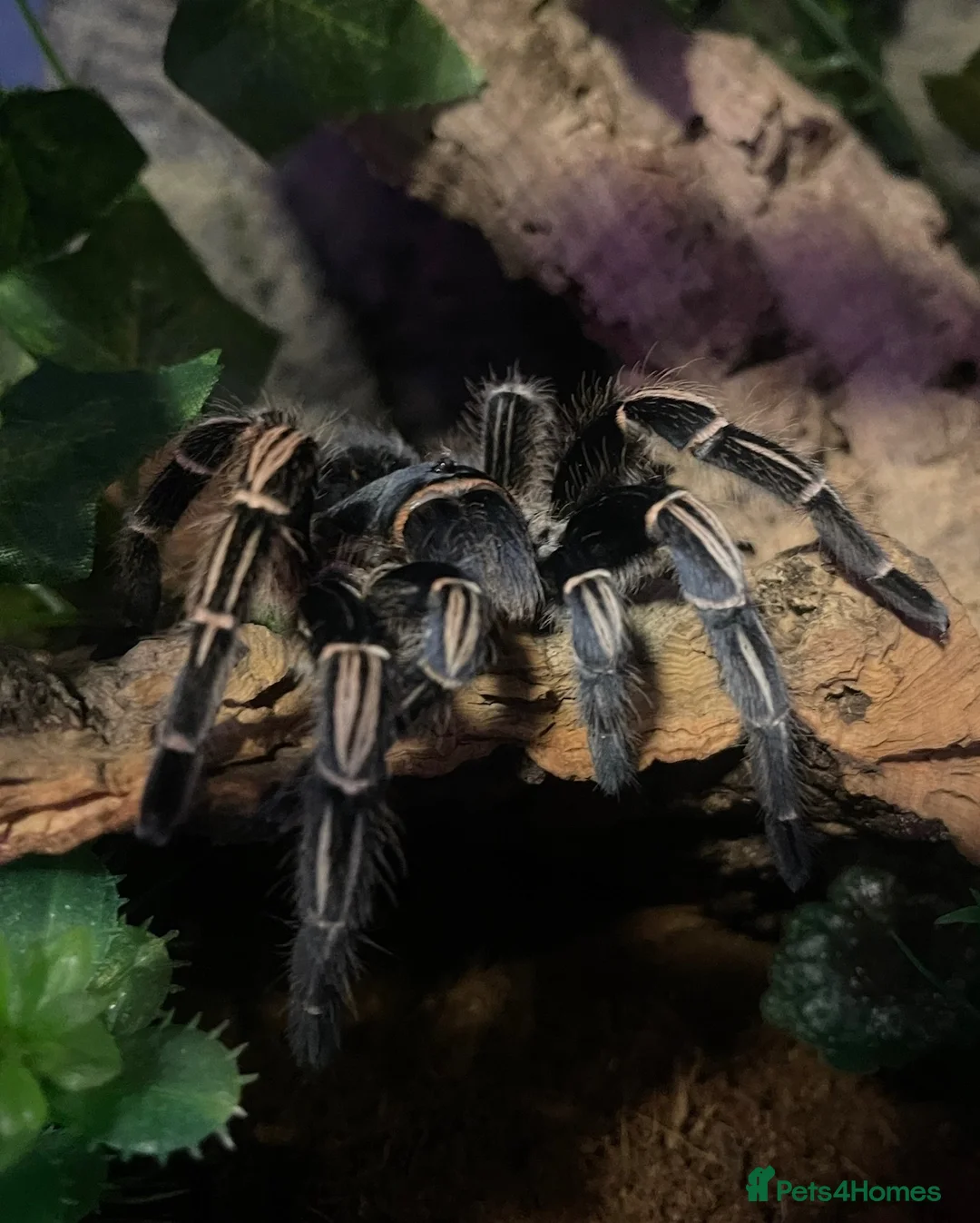 Spiders invertebrates for sale: Striped Knee Tarantula   in Melton Constable - Advert 6