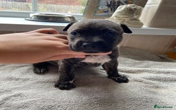 Mixed Breed dogs for sale: Gorgeous Staffordshire bull terrier pups  - Image 6