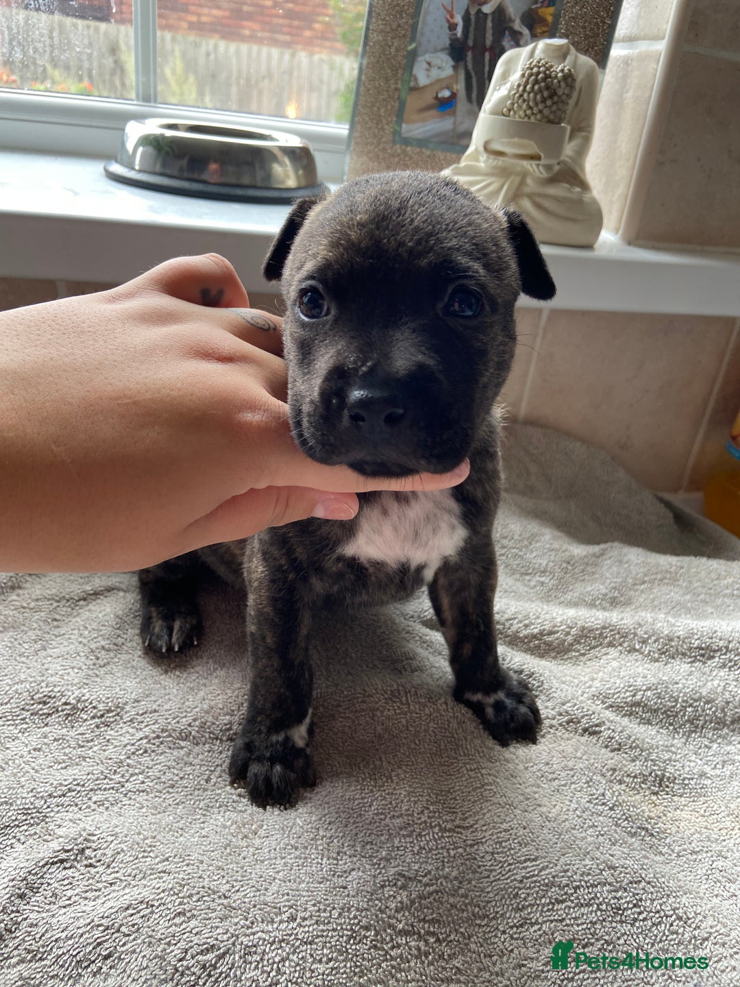 Mixed Breed dogs for sale: Gorgeous Staffordshire bull terrier pups  - Image 6