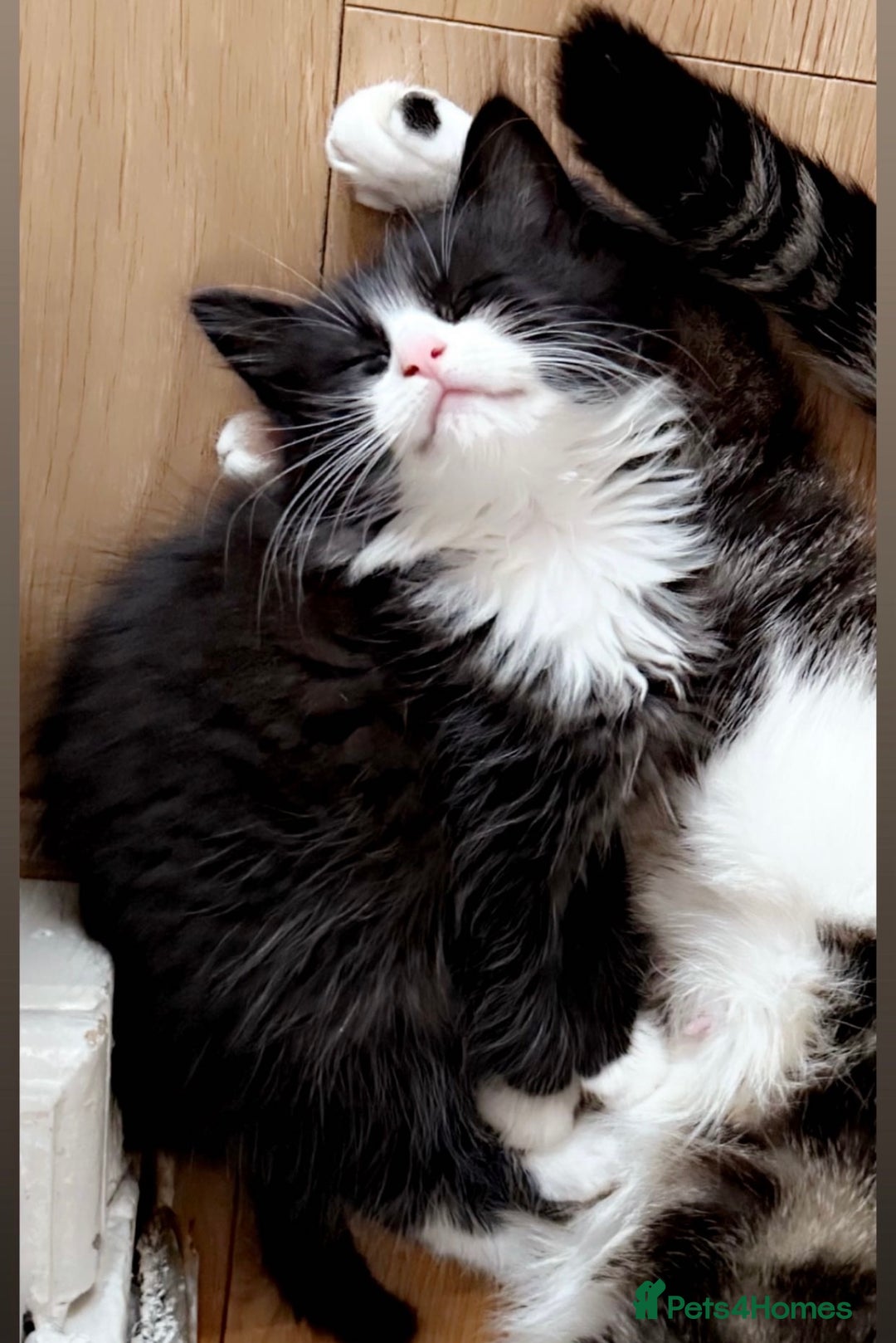 Mixed Breed cats for sale: 5 gorgeous tabby/Mixed breed kittens for sale🐾 - Image 2