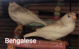 Finches birds for sale: Baby finches for sale £10 each - Image 4