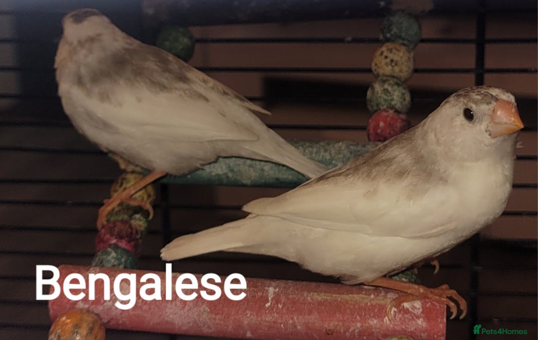 Finches birds for sale: Baby finches for sale £10 each - Image 4