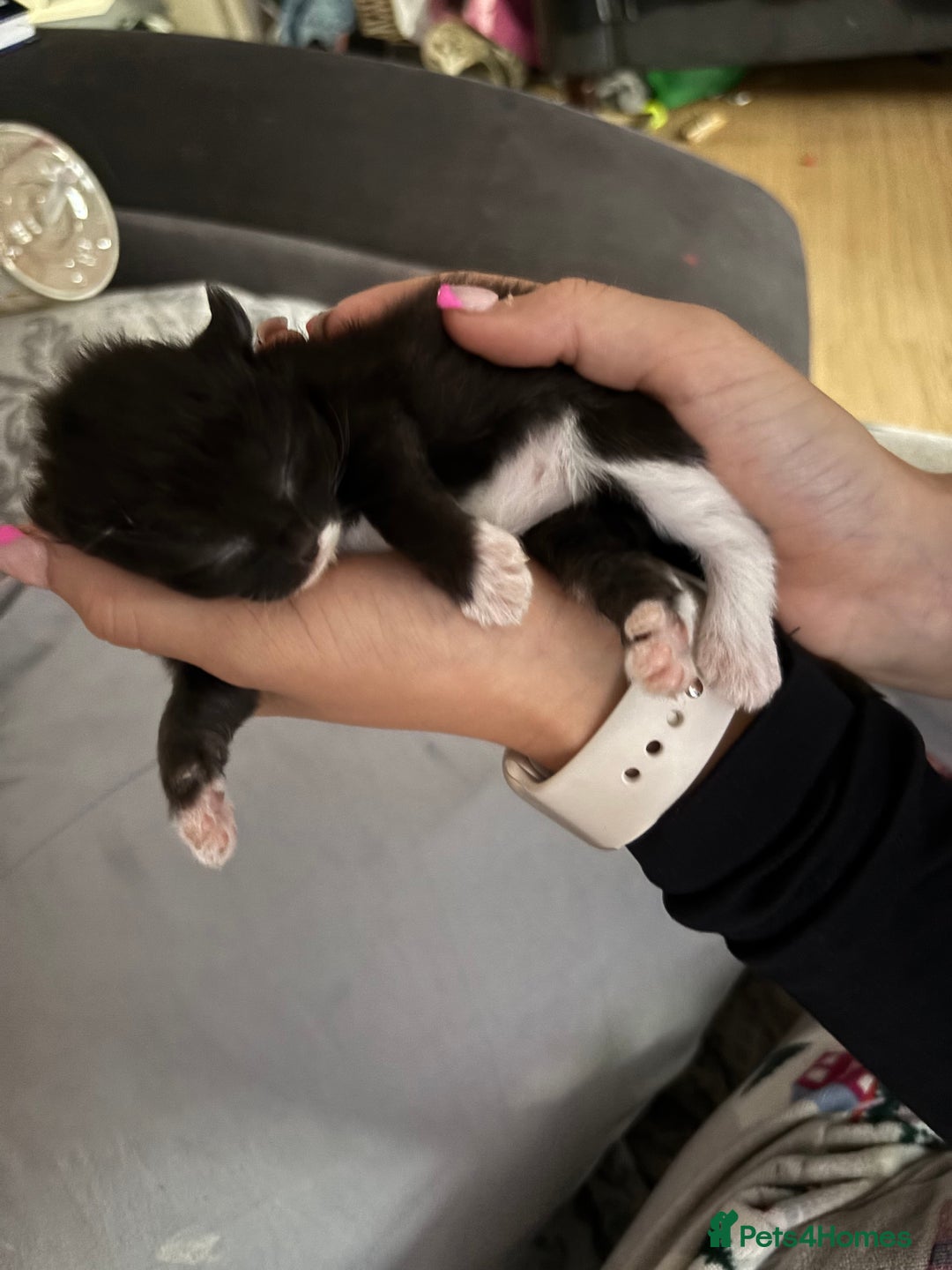 Mixed Breed cats for sale: Sphynx cross kittens - Image 10