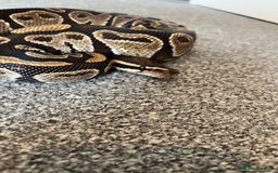 Python Snake reptiles for sale: Ball/royal python - Image 2