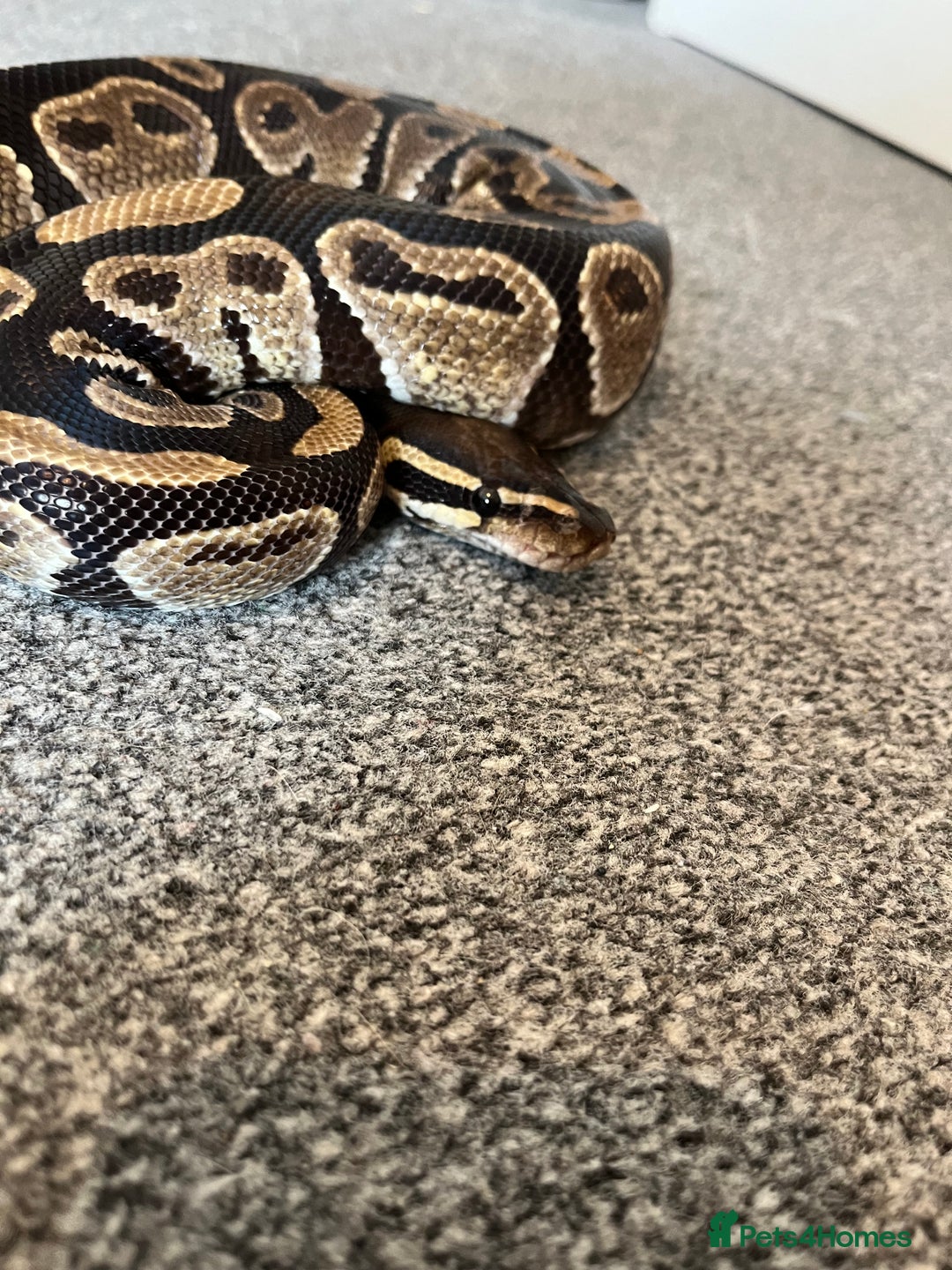 Python Snake reptiles for sale: Ball/royal python - Image 2