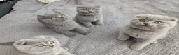 Scottish Fold cats for sale: Beautiful kittens looking for a home 🏡😻 - Advert 8