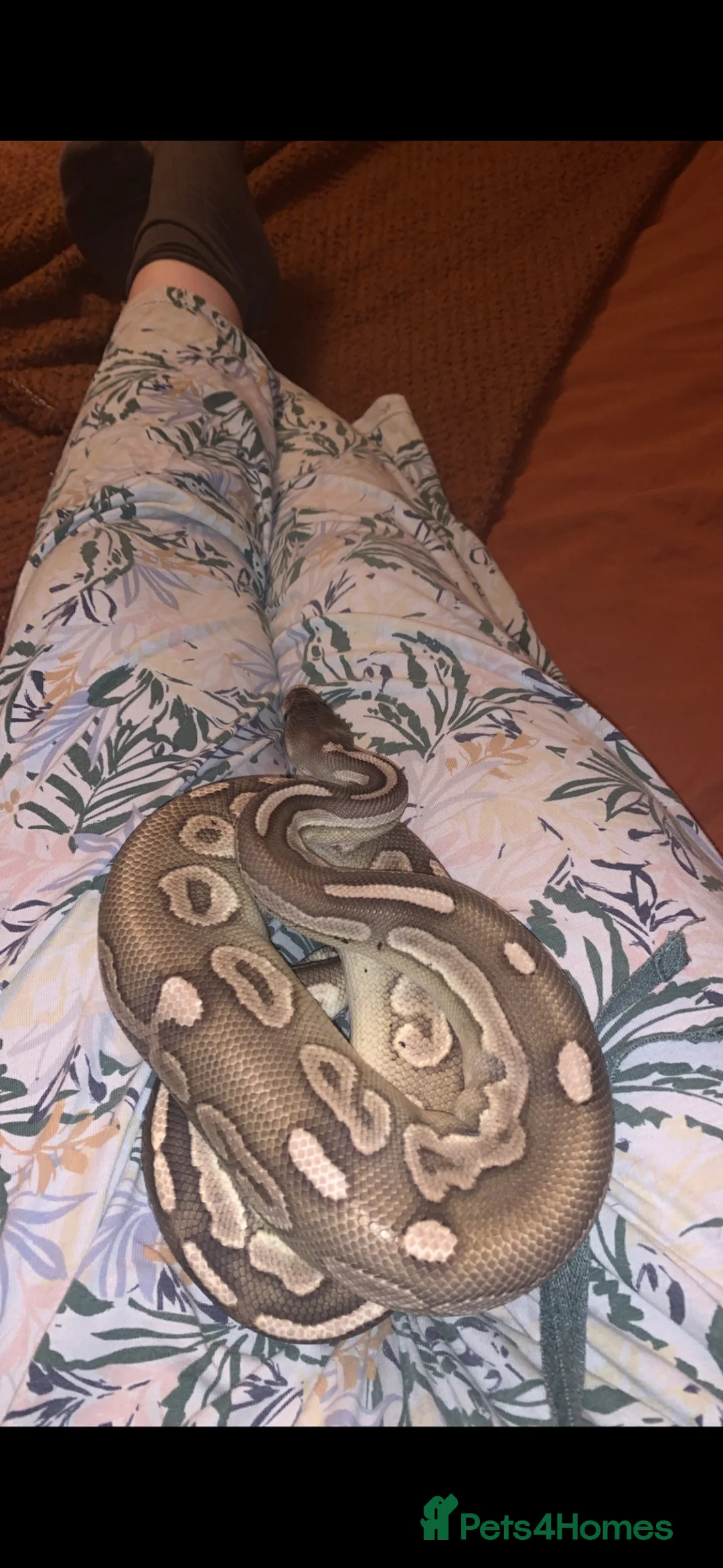 Snake reptiles for sale: Ball python & viv in Saint Helens - Advert 2