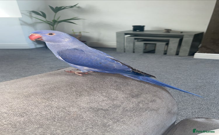 Ringnecks birds - Advert 1