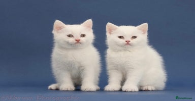 British Shorthair cats - Advert 10