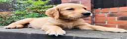 Golden Retriever dogs for sale: KC Reg Dark Red Golden Retriever-100% DNA Tested - Advert 10