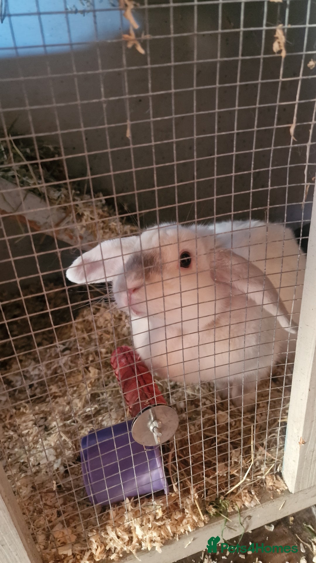 English Lop rabbits for sale: Miss Clover - Image 1