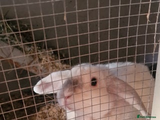 English Lop rabbits - Advert 32