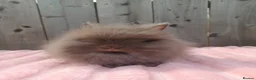 Lionhead rabbits for sale: Lionhead buns - Advert 5
