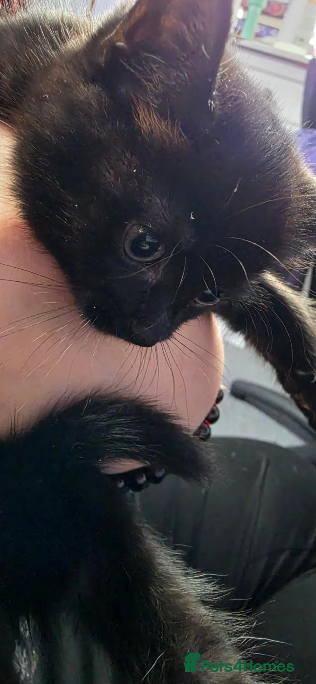 Mixed Breed cats for sale: Beautiful Kittens Looking for Their Forever Homes  - Advert 2
