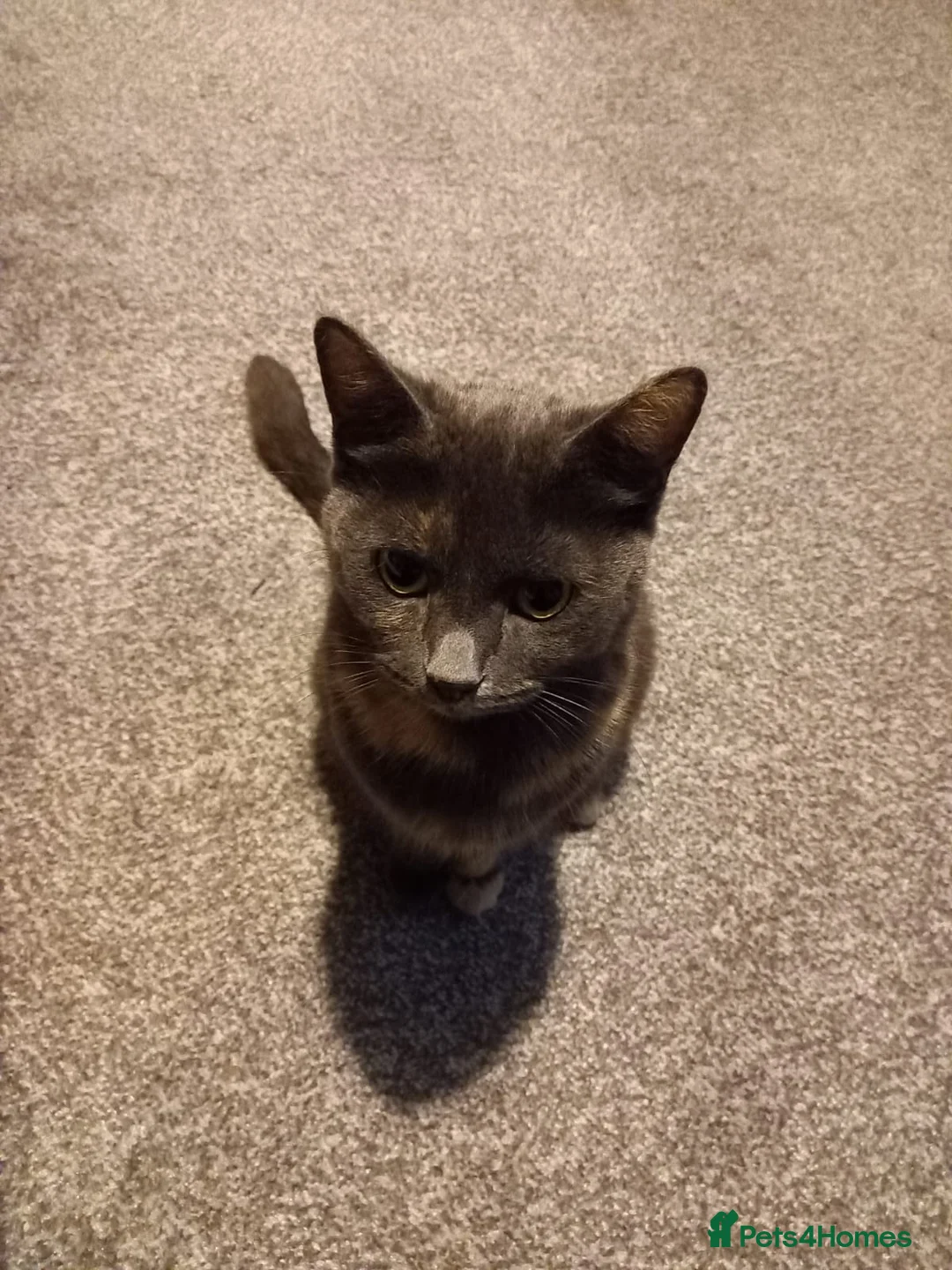 Mixed Breed cats for sale: 4 kittens  **   in Nottingham - Advert 2