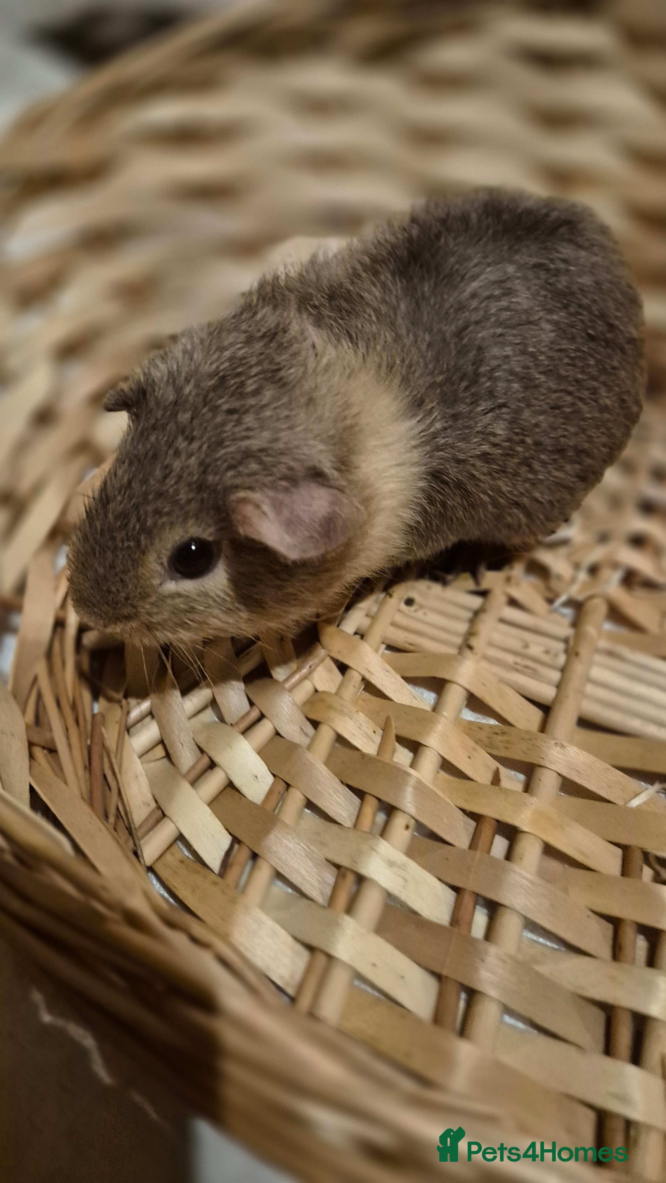 Guinea Pig rodents Adorable baby guinea pigs  - Advert 2
