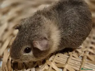 Guinea Pig rodents Adorable baby guinea pigs - Advert 2