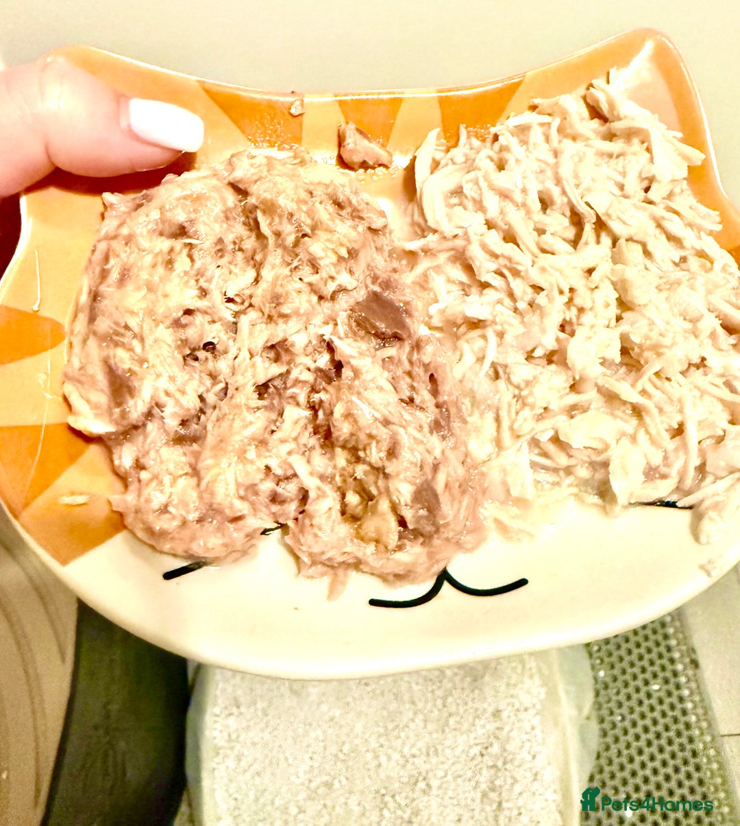 Ragdoll cats for sale: Lovely Ragdoll looking for lovely family - Advert 18