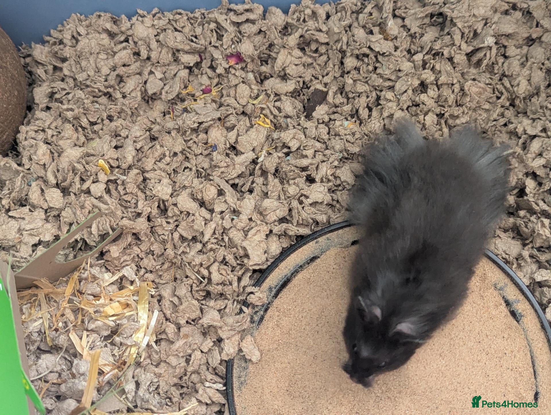 Hamster rodents Male Syrian hamster - Advert 2