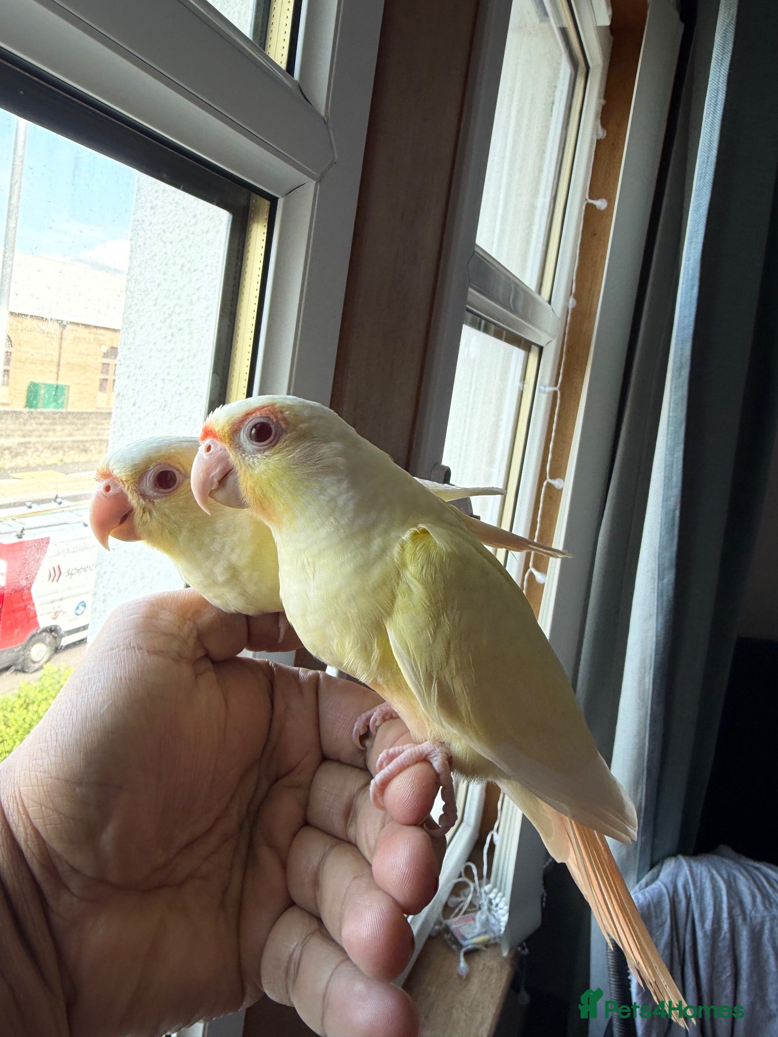Conures birds Green check conures tamed - Advert 6