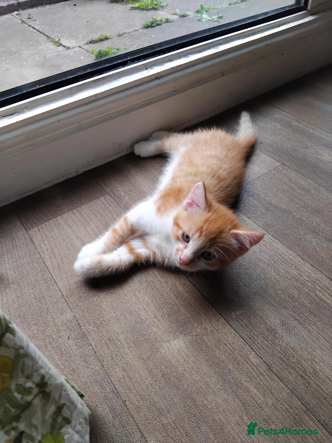 Mixed Breed cats for sale: beautiful kittens 😸 ready for new home  in Birmingham - Advert 2