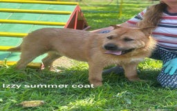 Mixed Breed dogs for adoption: 🐾 Izzy – the snuggle bear with a golden heart 🐾 - Image 3