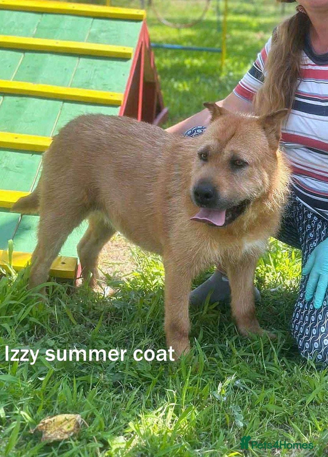 Mixed Breed dogs for adoption: 🐾 Izzy – the snuggle bear with a golden heart 🐾 - Image 3
