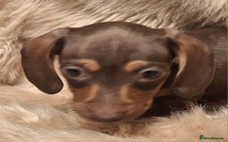 Miniature Dachshund dogs for sale: Gorgeous KC Registered Miniature Dachshund Puppies - Image 5