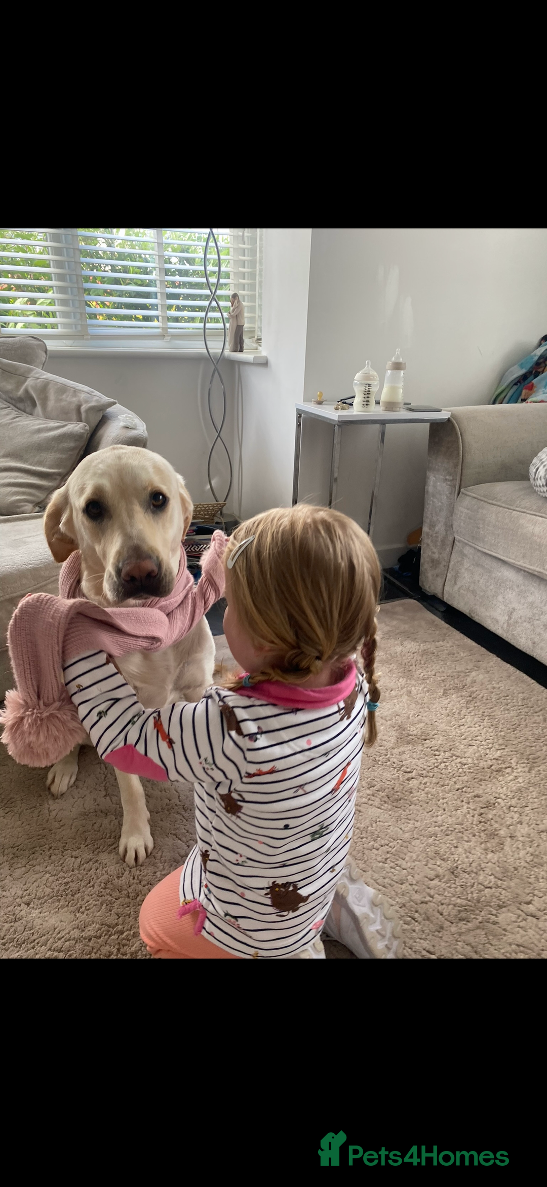 Golden Retriever dogs for sale: Golden retriever X goldador puppies - Image 4